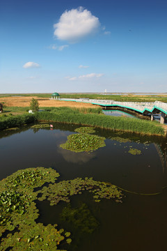 观光桥 大庆 龙凤 湿地 桥