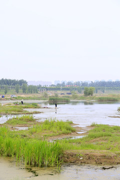 水洼湿地