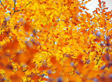 秋天枫树林