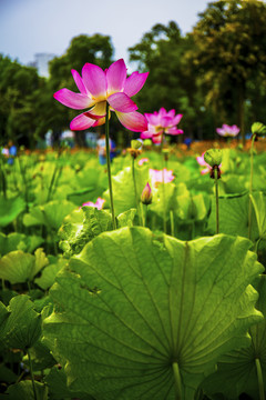 荷 花