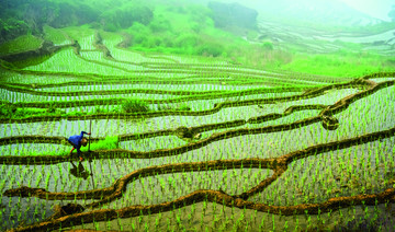 梯田春韵 美丽风景 绿色种植