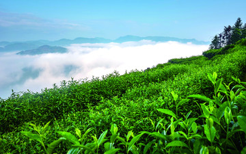 天上茶园 种植 基地 绿色种植