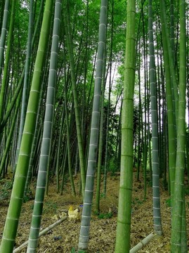 绿竹林 竹子