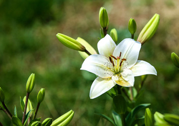 百合花