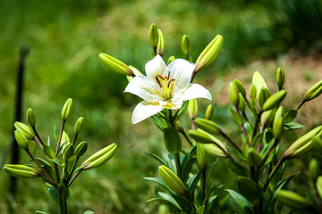 百合花