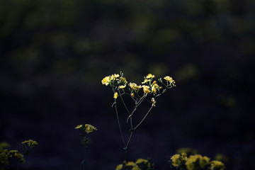 黄色小花