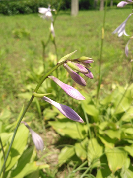 玉簪花