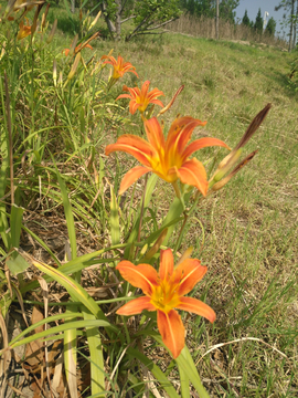 萱草花