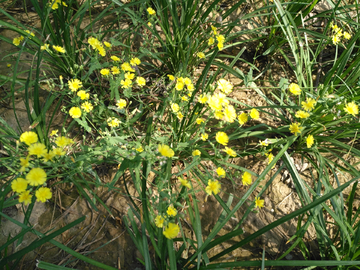 苦菜花