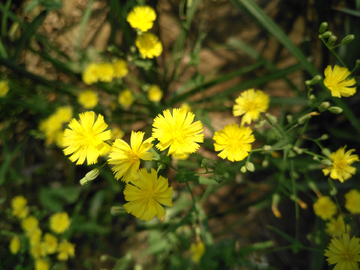 苦菜花