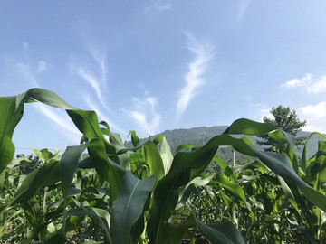 四川彭州丹景山植物