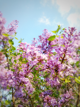 丁香花