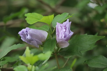 木槿花