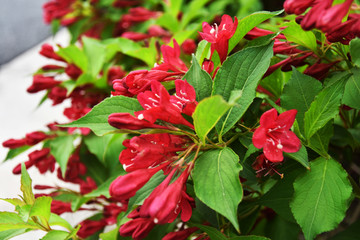 锦带花五色海棠海仙花