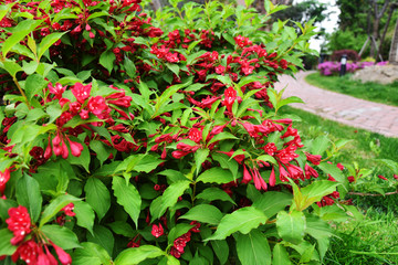 锦带花五色海棠海仙花山脂麻花卉