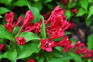 锦带花五色海棠海仙花山脂麻花卉