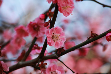 腊梅花