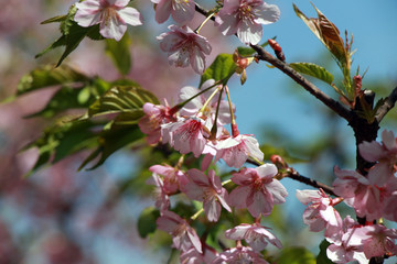 樱花