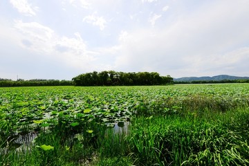 颐和园荷花池塘