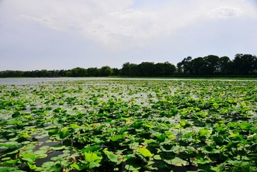 宽广的西湖荷塘