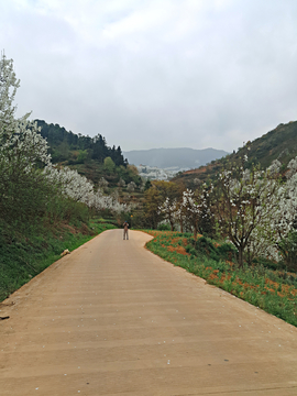 山路梨花