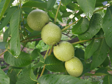 核桃 特写 核桃果 青核桃果