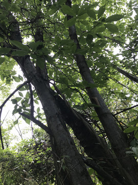 四川彭州丹景山植物