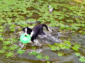 夏日冲个凉的牧羊犬