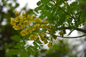 花束 小野花 花卉