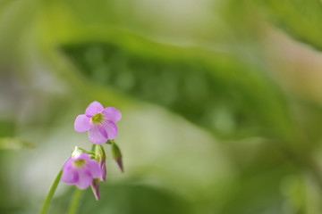 粉色小野花