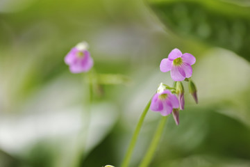 粉色小野花