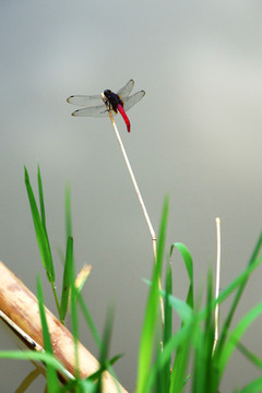 水草上的红蜻蜓