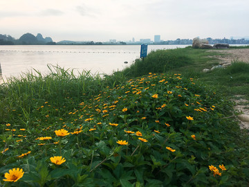 野菊花 蟛蜞菊 日光菊