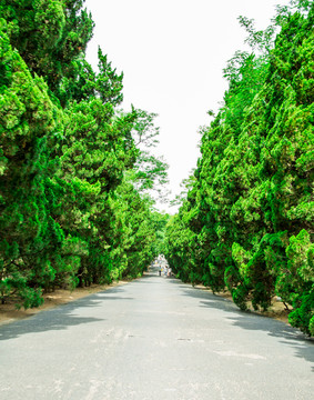 公路 树林