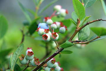 未成熟蓝莓