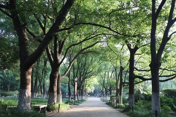 林荫道 道路