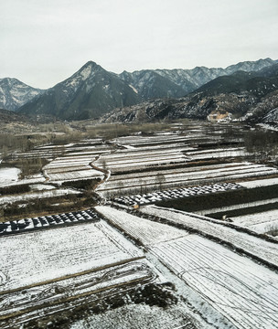 雪后麦田