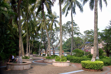 公园椰子树
