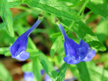 黄芩