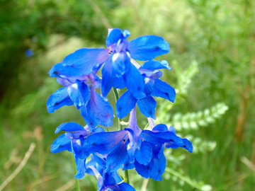 鸽子花