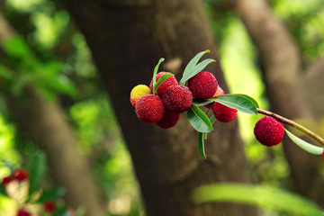 杨梅 杨梅特写 新鲜杨梅