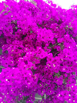 葉子花
