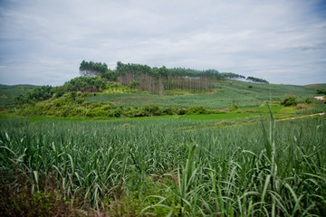 甘蔗田地 甘蔗林