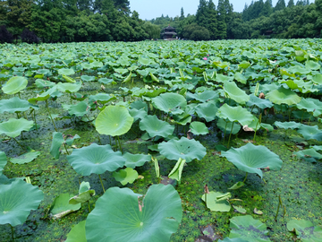 西湖一角