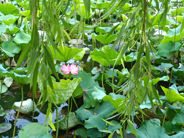 西湖荷花