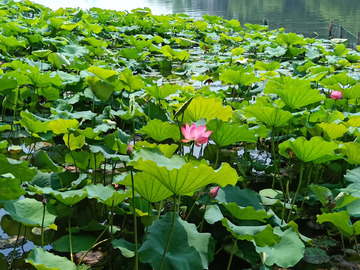 西湖荷花