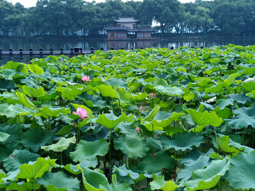 西湖风景