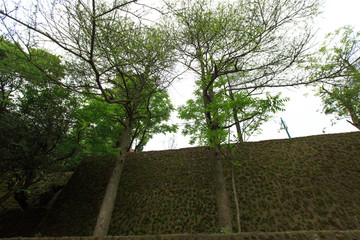 坡面墙树木