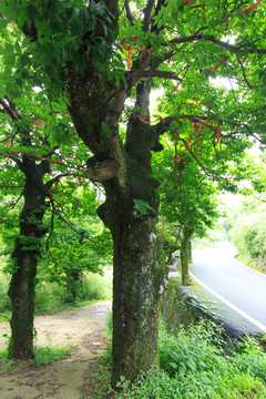 亮叶水青冈