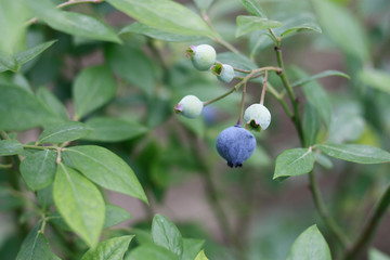 蓝莓 蓝色浆果